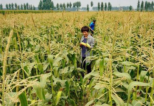 三部委：將水稻、玉米、小麥三大糧食作物制種納入中央財(cái)政農(nóng)業(yè)保險(xiǎn)保險(xiǎn)費(fèi)補(bǔ)貼目錄