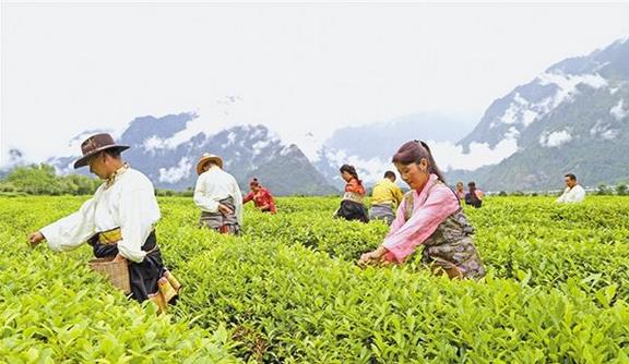 截至2018年底，西藏貧困人口已降至15萬人，貧困發(fā)生率下降到6%以下