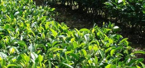中國茶葉種植面積已達(dá)290多萬公頃居世界第一