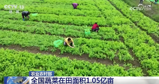 據(jù)農(nóng)業(yè)農(nóng)村部農(nóng)情調(diào)度，目前全國蔬菜在田面積1.05億畝，同比增加90多萬畝